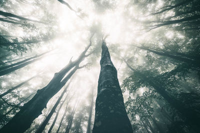 Low angle view of trees