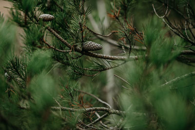 Pine cone amongst green pine needles on branch