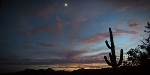 Low angle view of silhouette cactus against sky during sunset