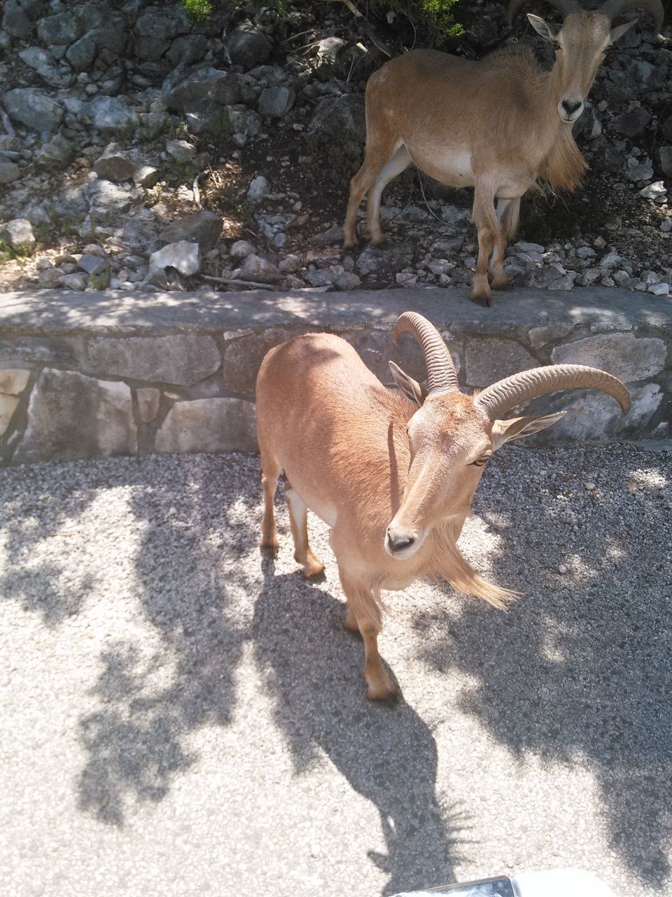 HIGH ANGLE VIEW OF SHEEP ON ROAD