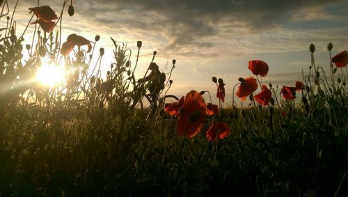 Plant growing on field at sunset