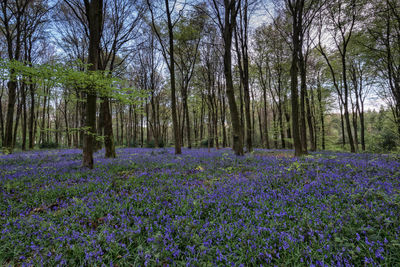 Purple flowering plants on field in forest