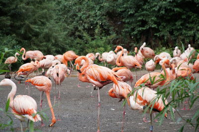 Red and pink flamingos in praha zoo 