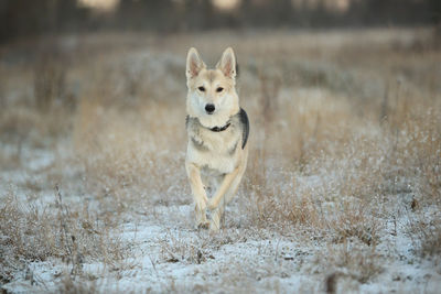 Portrait of dog running on snow