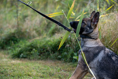 View of a dog on field