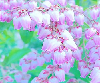 Close-up of pink cherry blossoms in spring