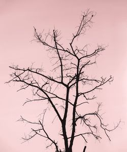 Low angle view of silhouette bare tree against clear sky