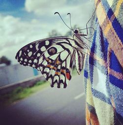Close-up of butterfly on leaf