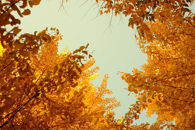 Low angle view of autumnal tree against sky