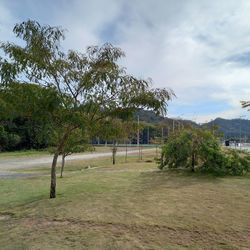 Trees on field against sky