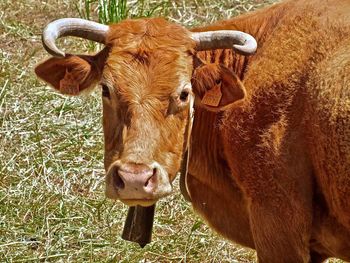 Cow standing in a field