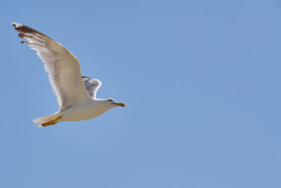 Low angle view of seagull flying