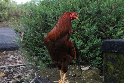 Close-up of rooster standing by plants