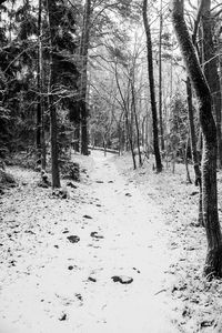 Bare trees on snow covered road in forest