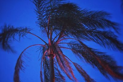 Low angle view of palm trees against blue sky