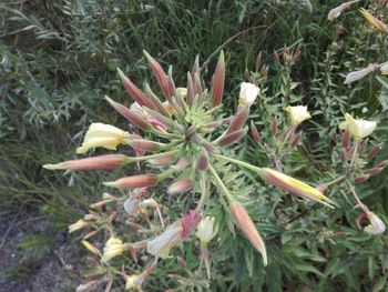 High angle view of flowering plants on field