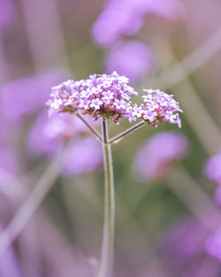 Close-up of purple flowering plant