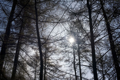 Low angle view of trees against sky