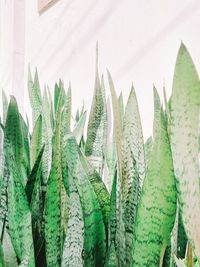 Plant growing on wall