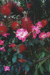 Close-up of pink flowers