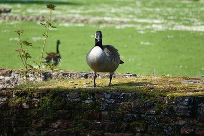 Bird perching on a land