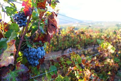 Close-up of grapes growing in vineyard