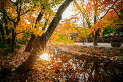 Trees by lake in forest during autumn