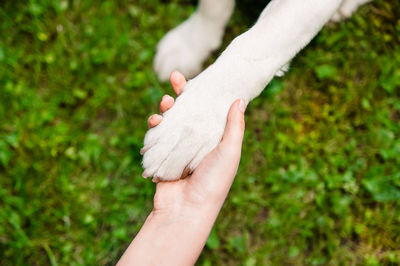 Close-up of hand holding dogs paw 