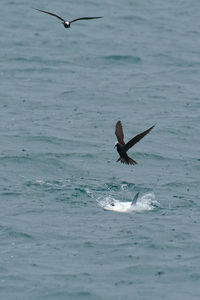 Bird flying over sea