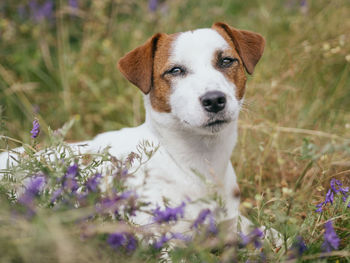 Close-up of a dog on field