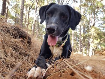 Portrait of a dog