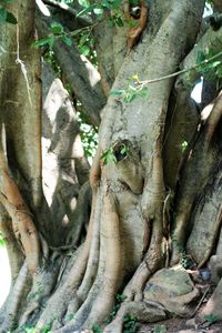 Full frame shot of tree trunk