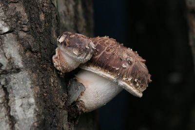 Close-up of a tree trunk