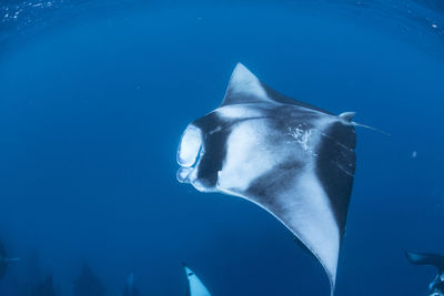 Wide angle view of a school of manta rays, baa atoll