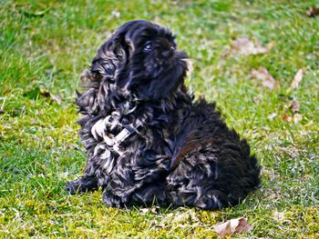 Close-up of dog sitting on field