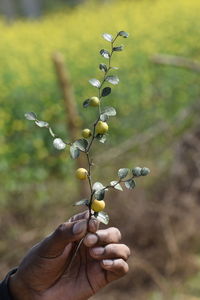 Close-up of hand holding berries