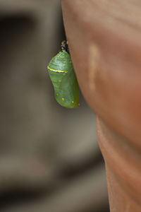 Close-up of a lizard