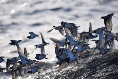 Flock of birds flying against sky