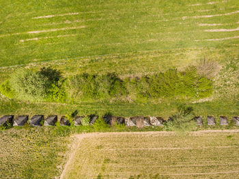 Scenic view of agricultural field