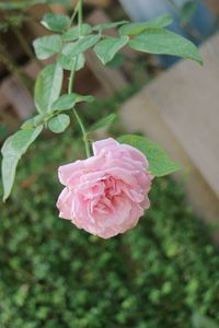 Close-up of pink rose