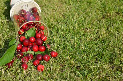 High angle view of red berries on field