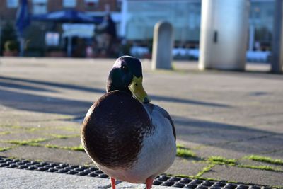 Close-up of a bird