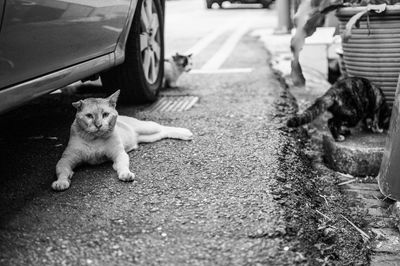 Stray cats on street