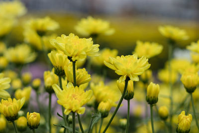 Close-up of yellow flowering plants on field