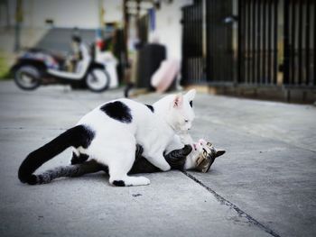View of a dog on street