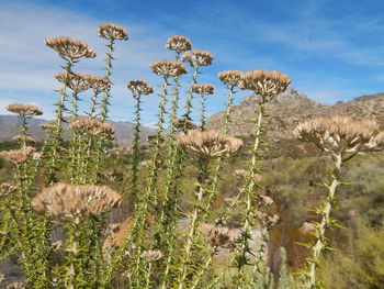 Plants growing against sky