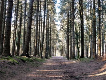 Road amidst trees in forest