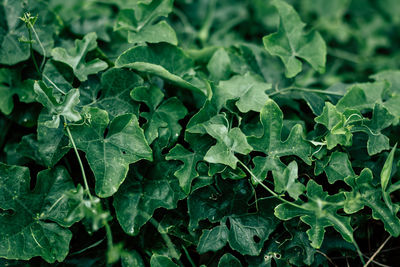 Close-up of fresh green leaves