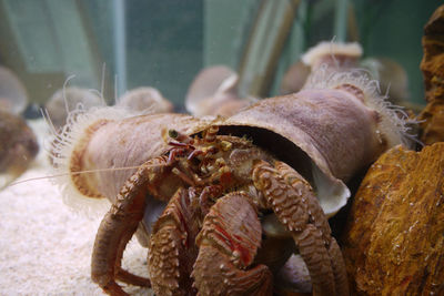 Close-up of hermit crab in aquarium