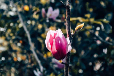 Close-up of purple flower blooming outdoors